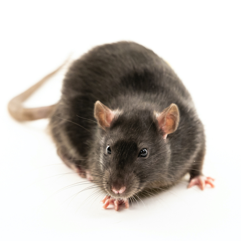 ネズミを追い出す方法18個！侵入させない予防法と遭遇した時の対処法
