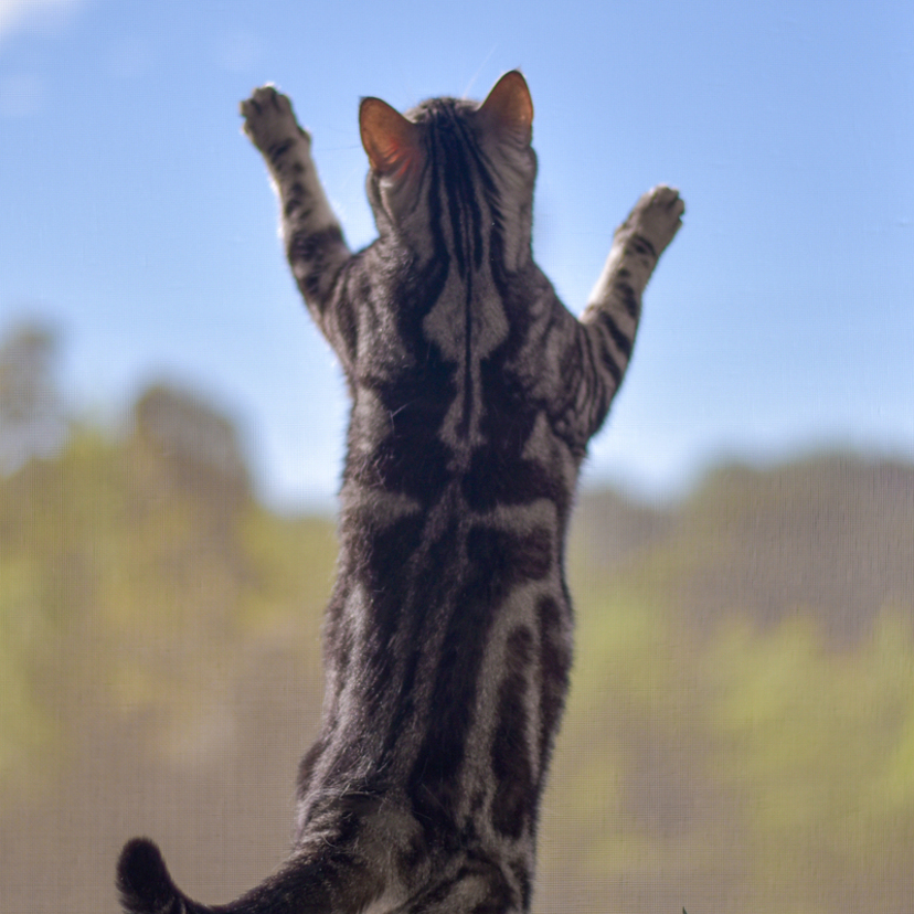猫が網戸でイタズラをする時の対策方法は 破る 開ける 登る タスクル