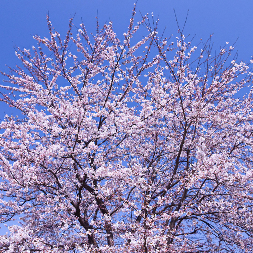 桜の木や枝につく虫・害虫3つと駆除方法！つかないための対策も