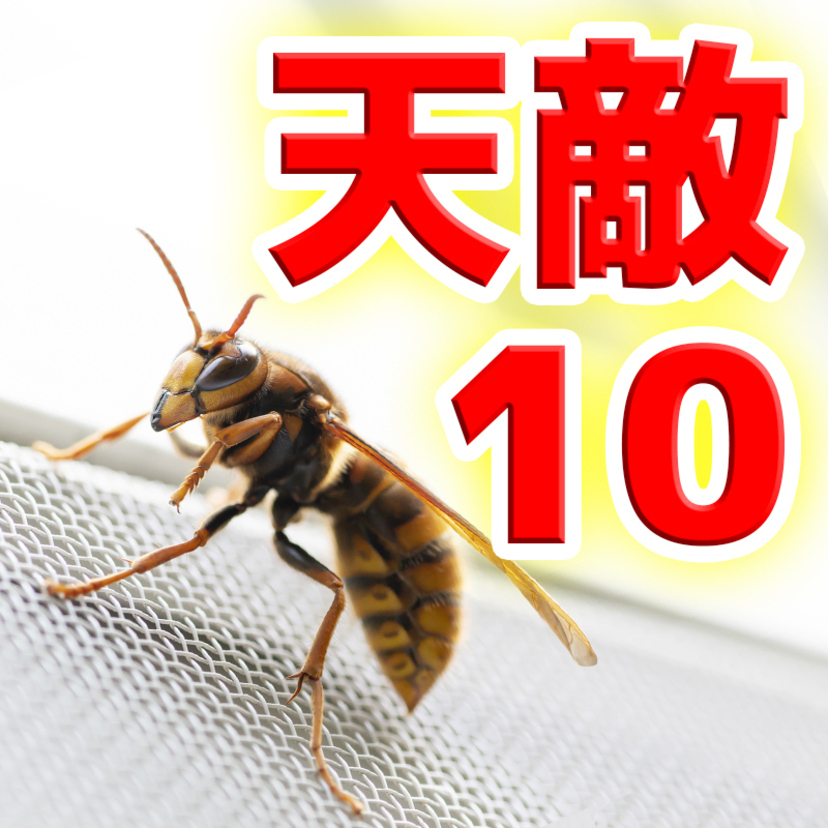 スズメバチの天敵10種類！駆除に利用できる？効果的な対策法も