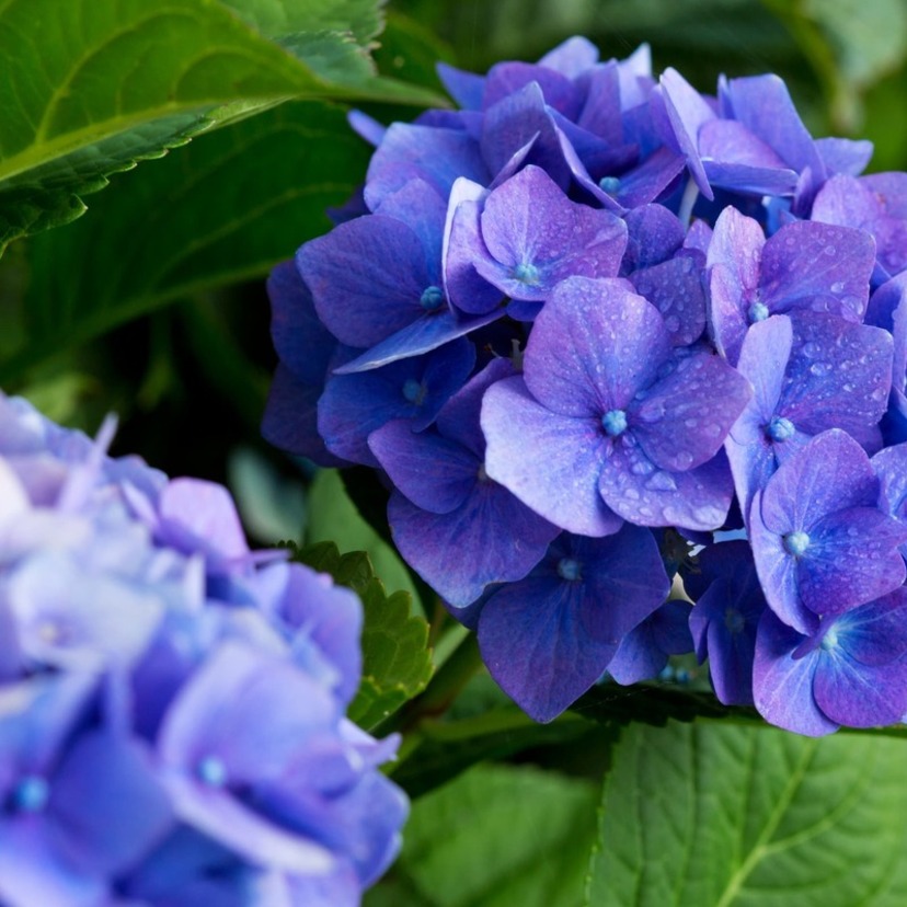 紫陽花の剪定時期は夏がおすすめ！手順と目的を解説！