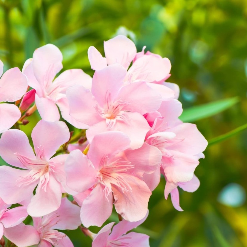 【美しい花】夾竹桃（キョウチクトウ）の毒はキケン？育てるときの注意点を解説