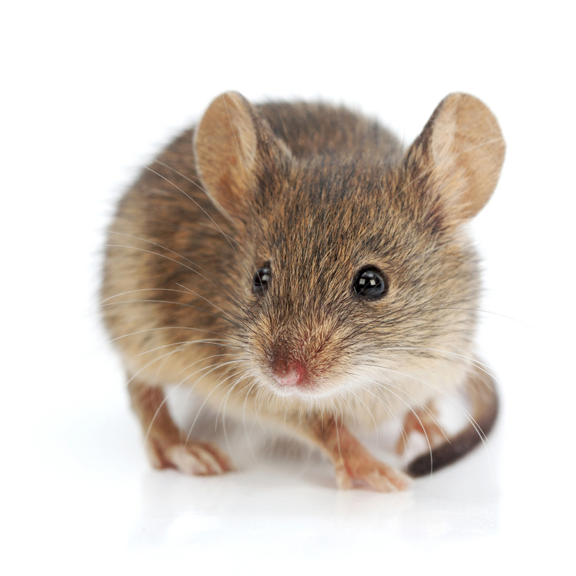 効果的なネズミの駆除方法5選 | タスクル