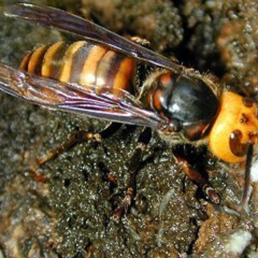 スズメバチは9種類もいる！見分け方と駆除方法