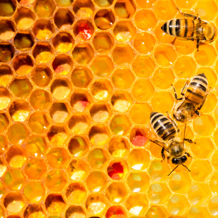 自分で蜂を駆除する前に知っておくべき6つのポイント