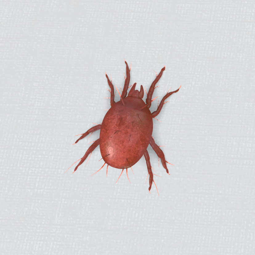 赤いクモみたいな虫「タカラダニ」の特徴6つ！小さくても毒はある？【プロ監修】