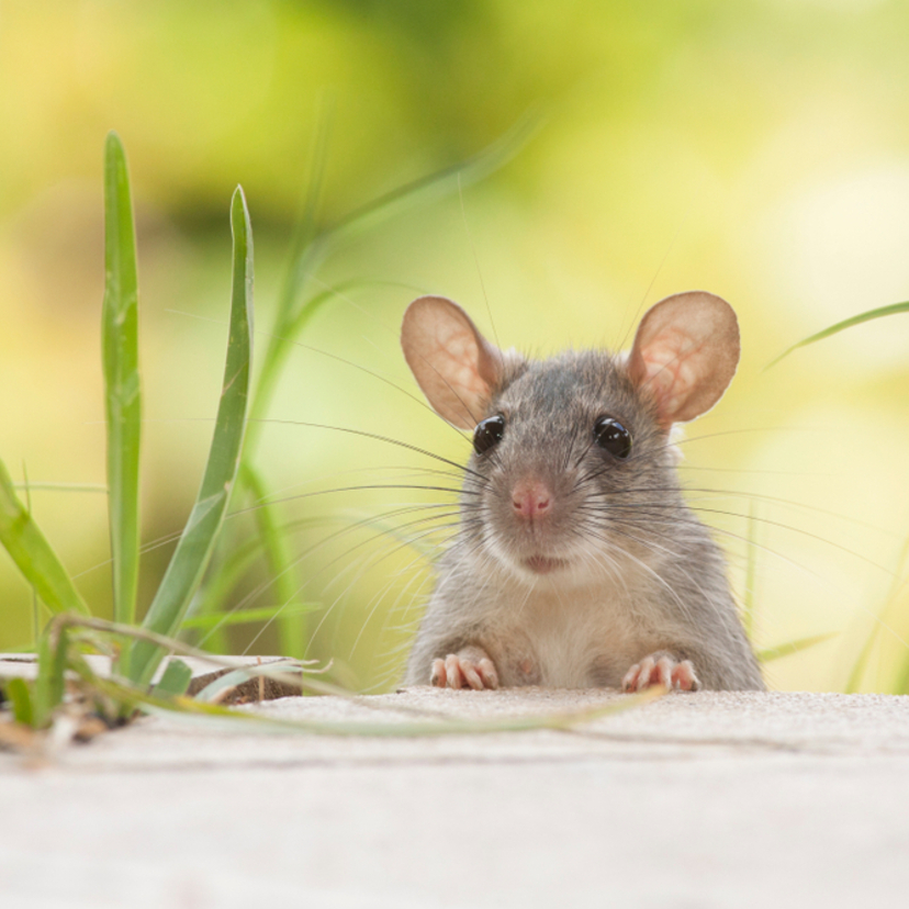 ネズミを撃退・追い出す方法7つ！猫の鳴き声でも撃退できる？