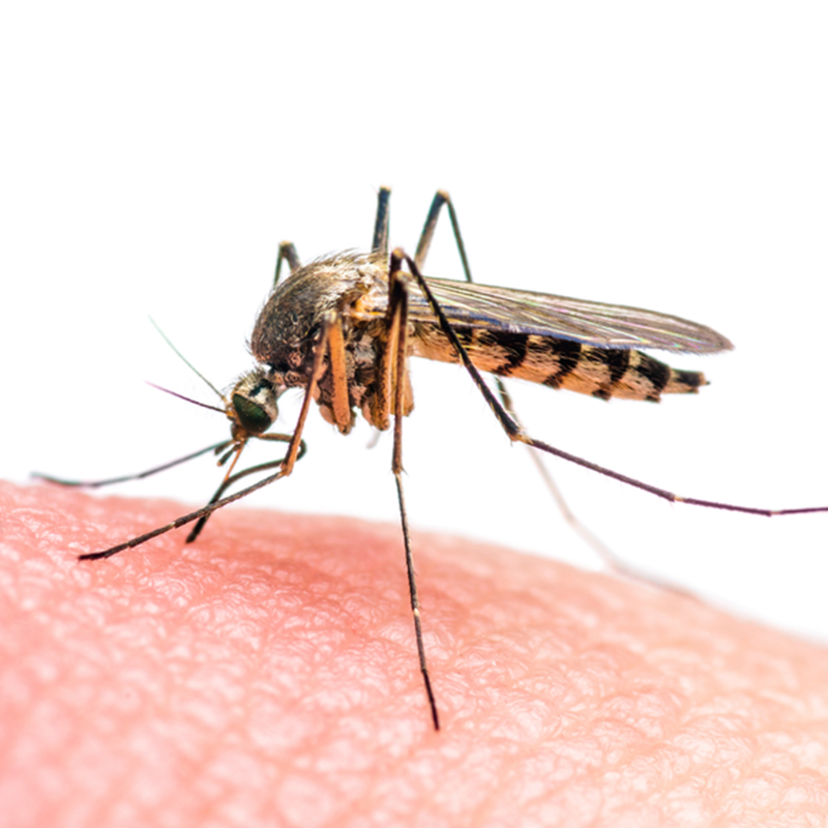 蚊の種類8つと生態！感染症の危険はある？