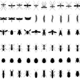 黒い小さい虫の正体と駆除方法！長細い・飛ばないなどの特徴も