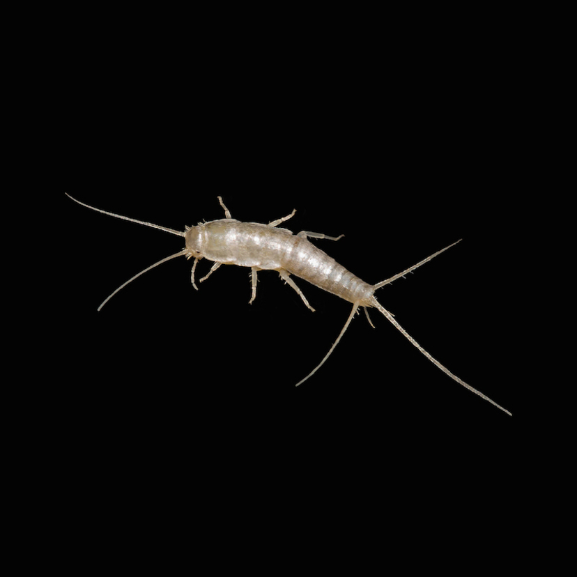 紙魚（シミ）という虫の駆除方法・予防策4個｜殺虫剤・ラベンター以外に効くものとは？